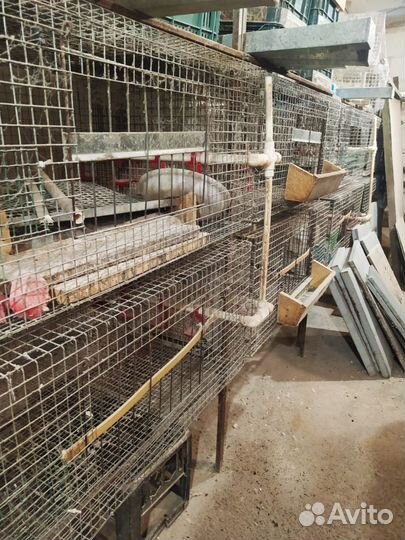 Клетка для перепелок, для несушек