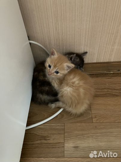 Очаровательные котята