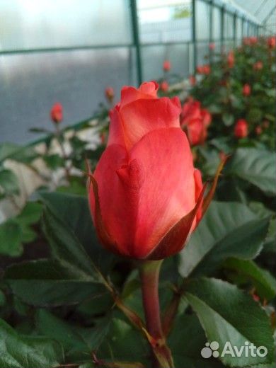 Кусты роз оптом