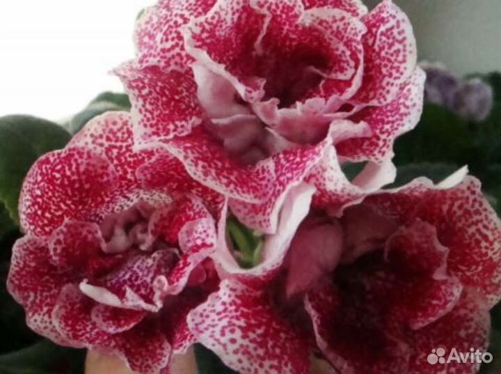 Глоксинии (много сортов)