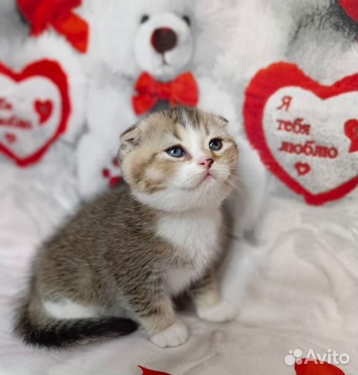 Шотландский котёнок