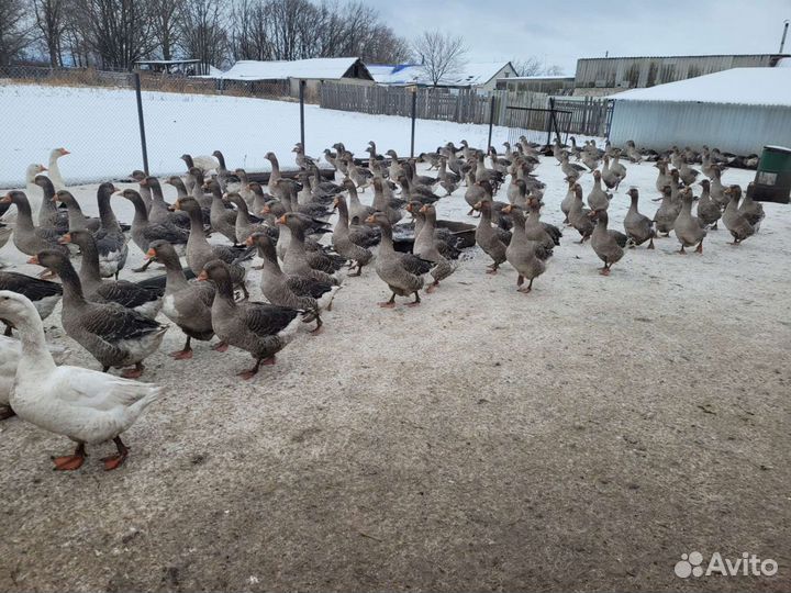 Гусята Крупные серые и Линда