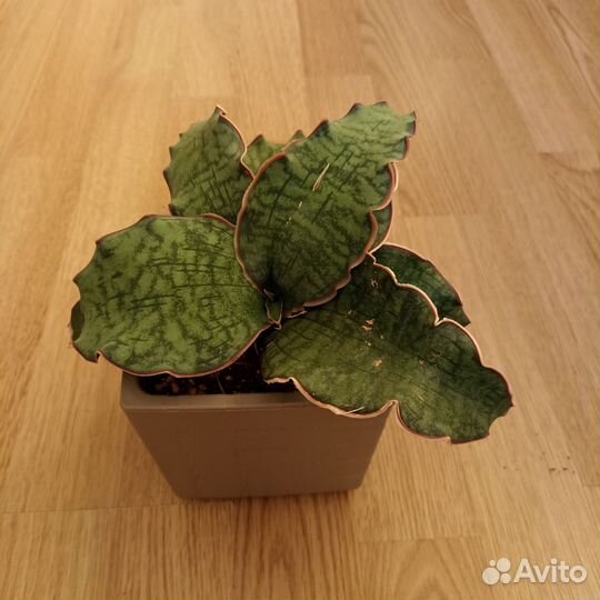 Сансевиерия сортовая