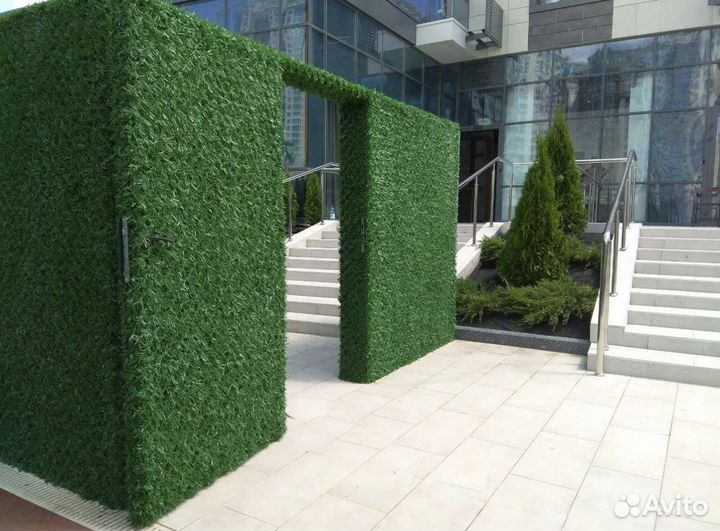 Зеленый забор (калифорнийская изгородь)