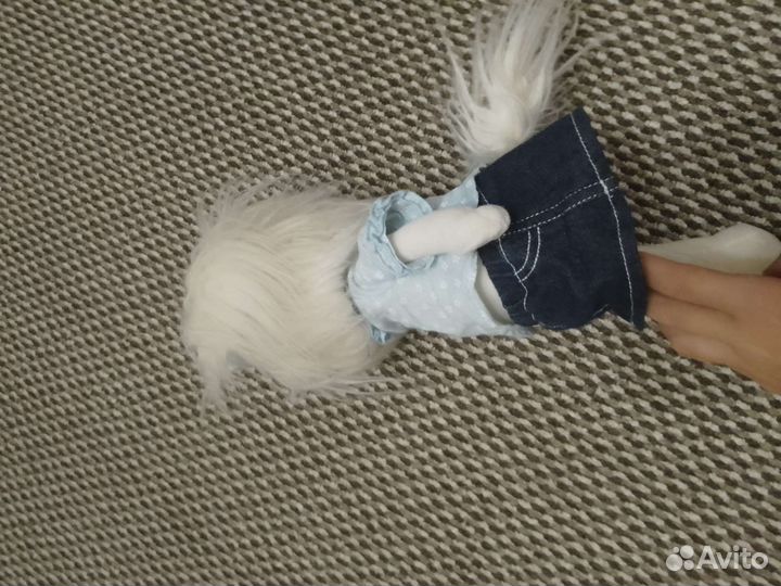 Собака лаки мими