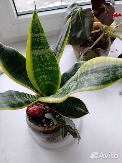 Сансевиерия