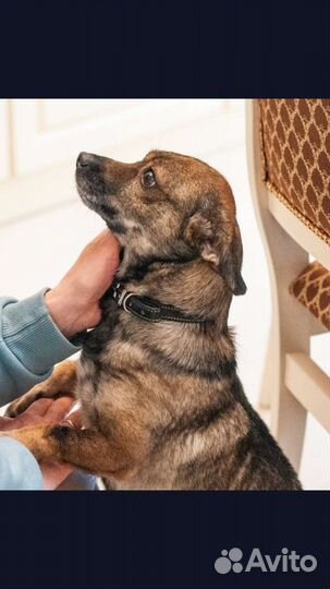 Маленькая собака в добрые руки