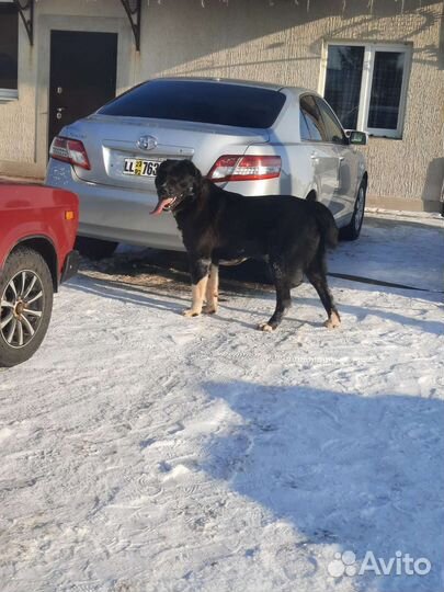 Сао Алабай для Вязки