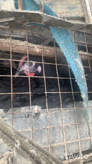 Куры Несушки