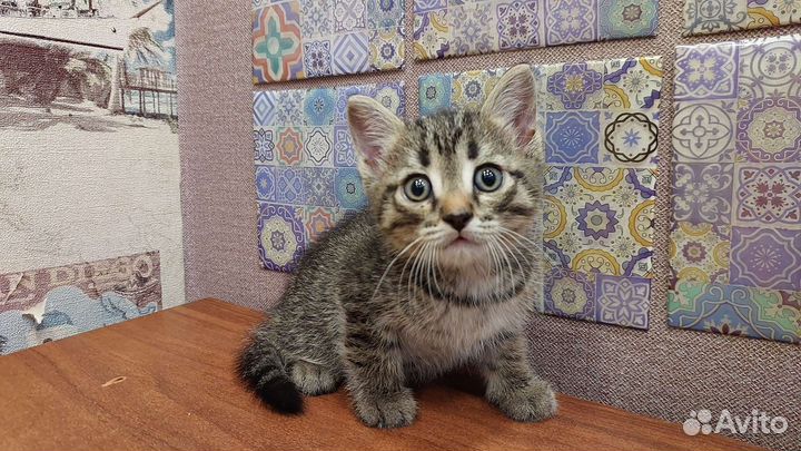 Камышовые котята