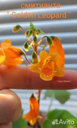 Смитианта Golden Leopard