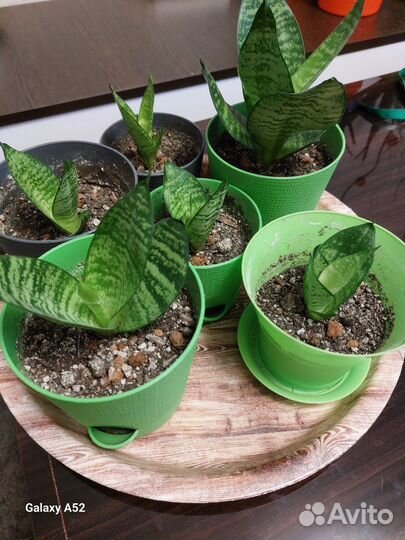 Сансевиерия