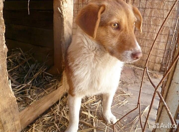 Собака в добрые руки