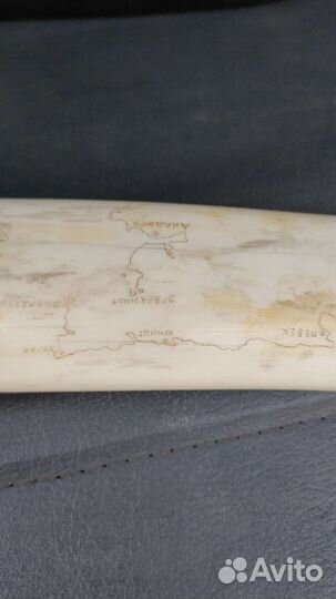 Имитация клык моржа