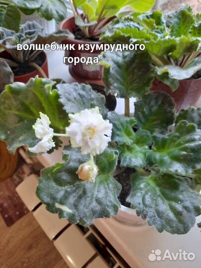 Комнатные растения