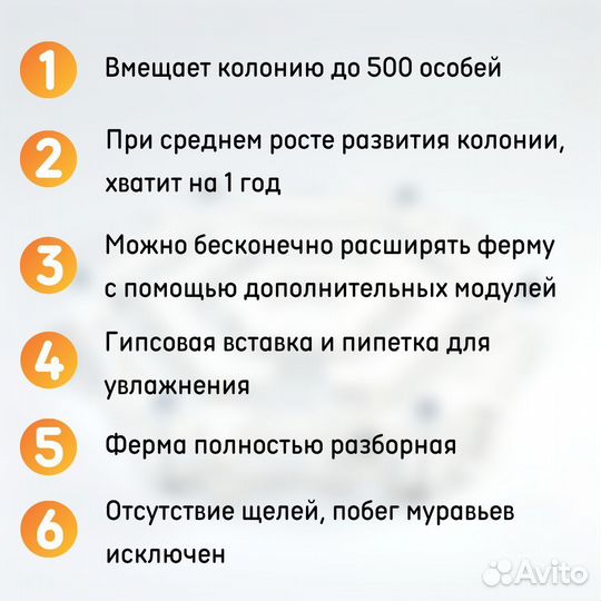 Муравьиная ферма 