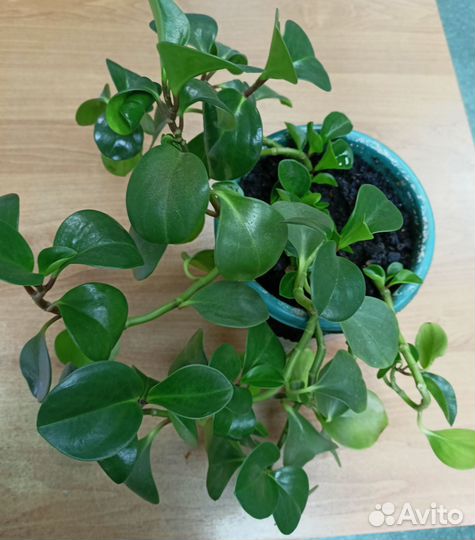 Пеперомия туполистная