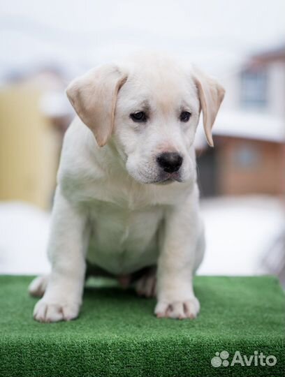 Палевые и белые девочки лабрадор