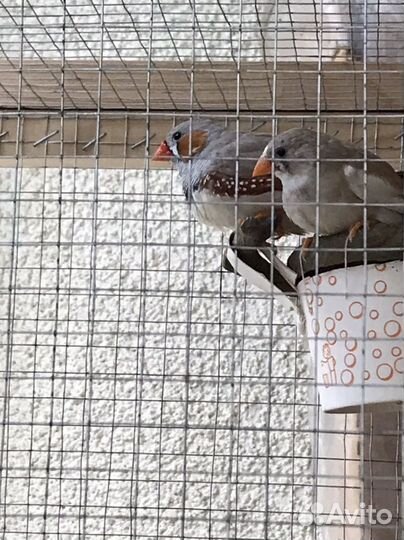 Певчие амадины с клеткой