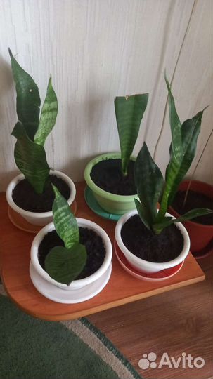 Сансевиерия