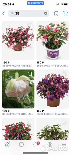 Фуксия в горшке 0,500