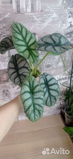 Алоказия сильвер дракон