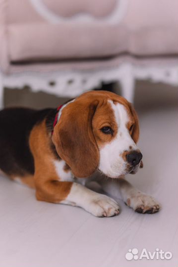 Вязка бигль кобель