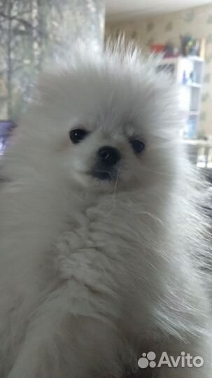 Померанский шпиц мини щенок