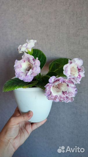 Глоксинии сортовые