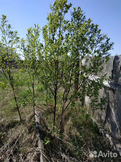 Саженцы деревьев вишни сорта Шоколадница