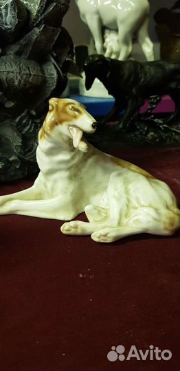 Собака борзая