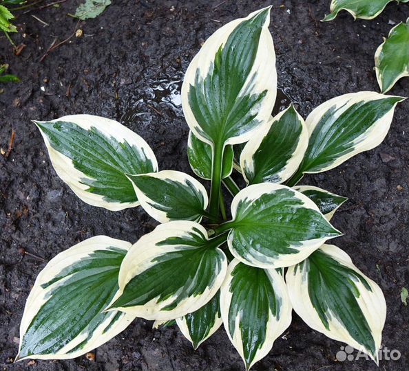 Хосты - 2 часть