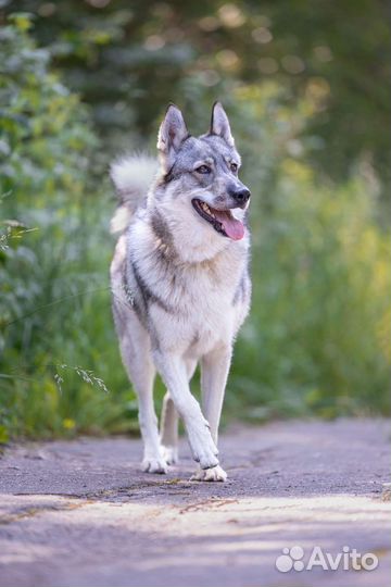 Лайка в добрые руки