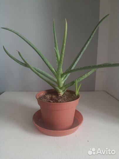 Алоэ Столетник