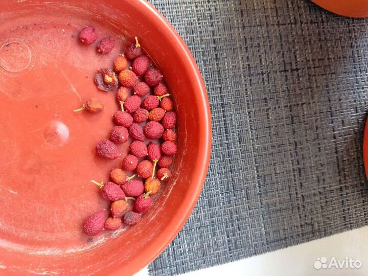 Муррайя, адениум