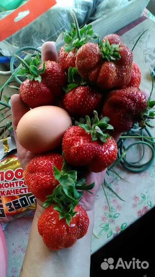 Рассада клубники фестивальная