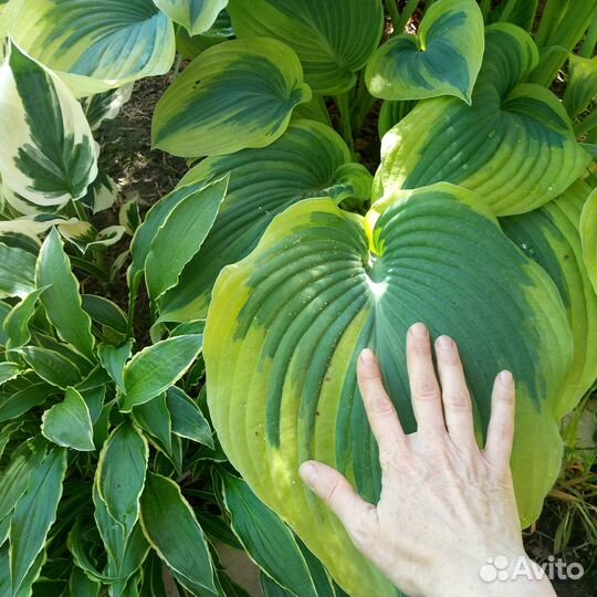 Хосты сортовые