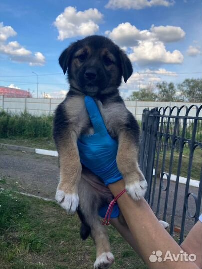 Ищем самый лучший дом и мампап