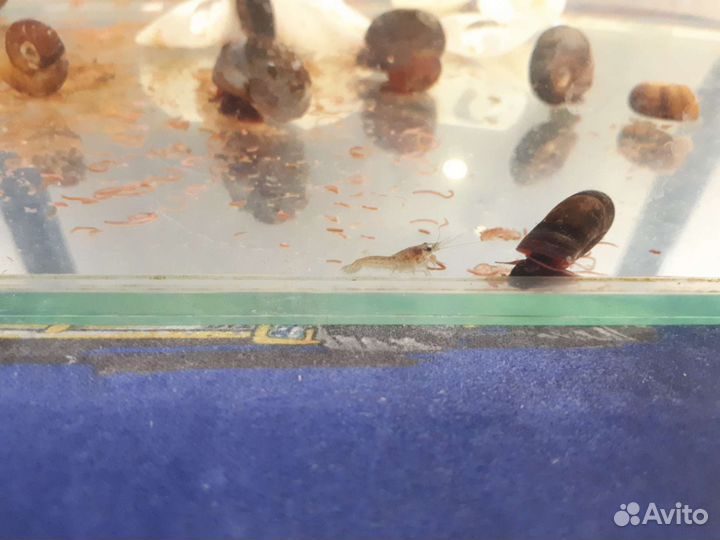 Аквариумные раки