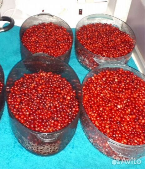 Черника брусника свежая ягоды