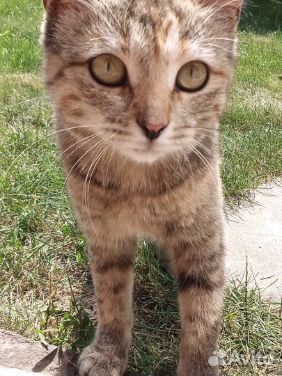 Кошка в дар