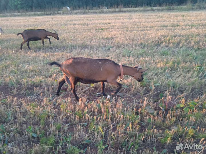 Альпийские козы,козлята