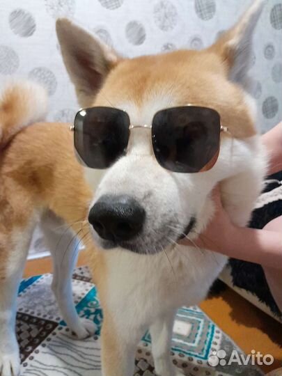 Солнцезащитные очки