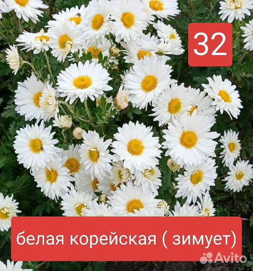 Черенки хризантемы мультифлора и корейские