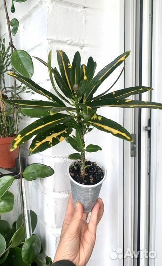 Кодиеум кротон