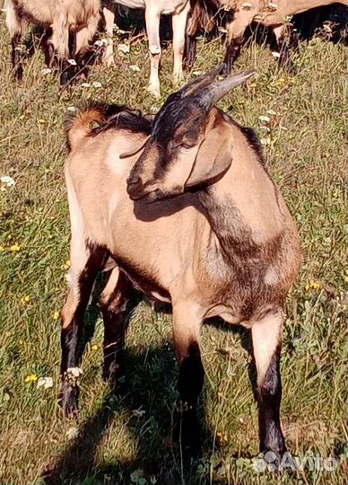 Альпо-нубийские козочки и козлики