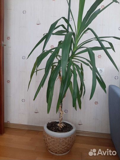 Пальма юкка