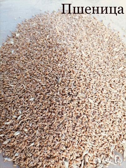 Зерно пшеница яровая