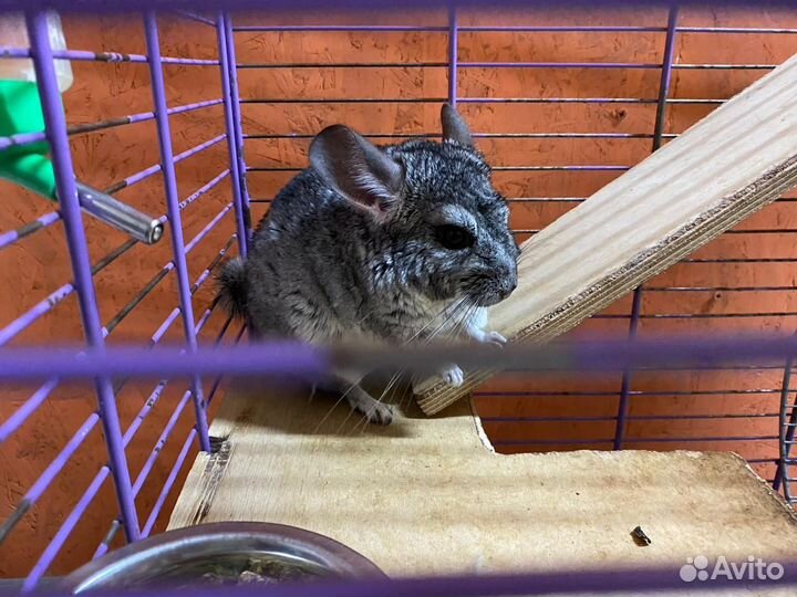 Шиншила с клеткой