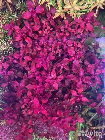 Аквариумные растения